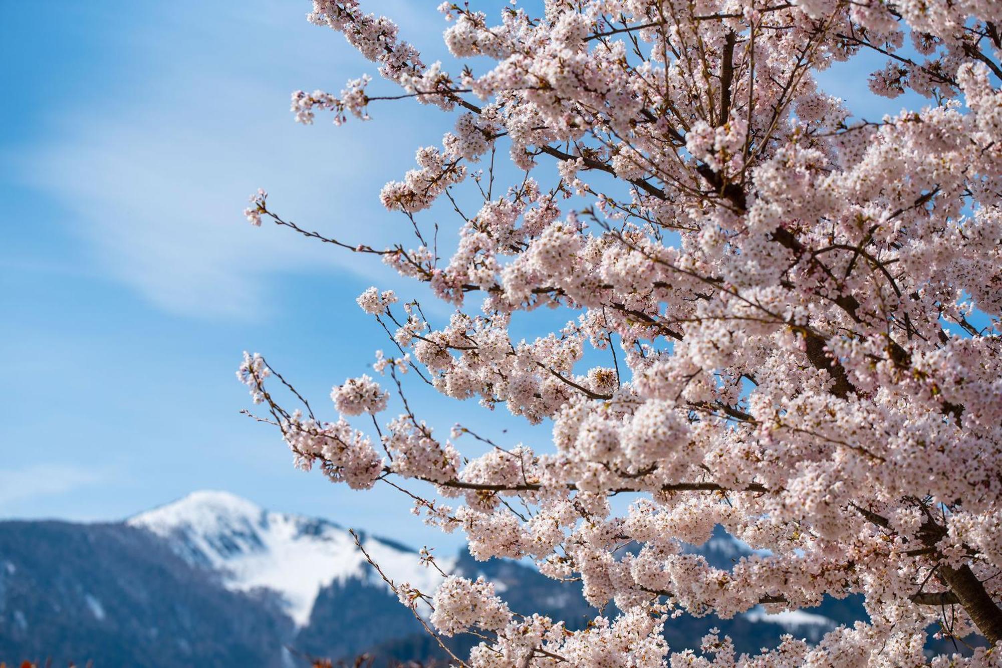 Gaestehaus Weissenbacher-Ferienwohnungen มาร์ควาร์ทชไตน์ ภายนอก รูปภาพ